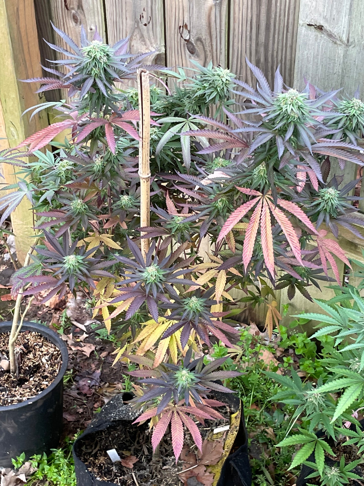 Blazed Cherries 10 Reg