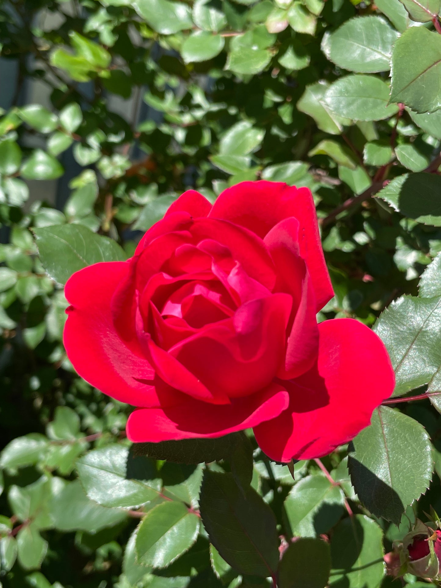 Blazed Cherries 10 Reg