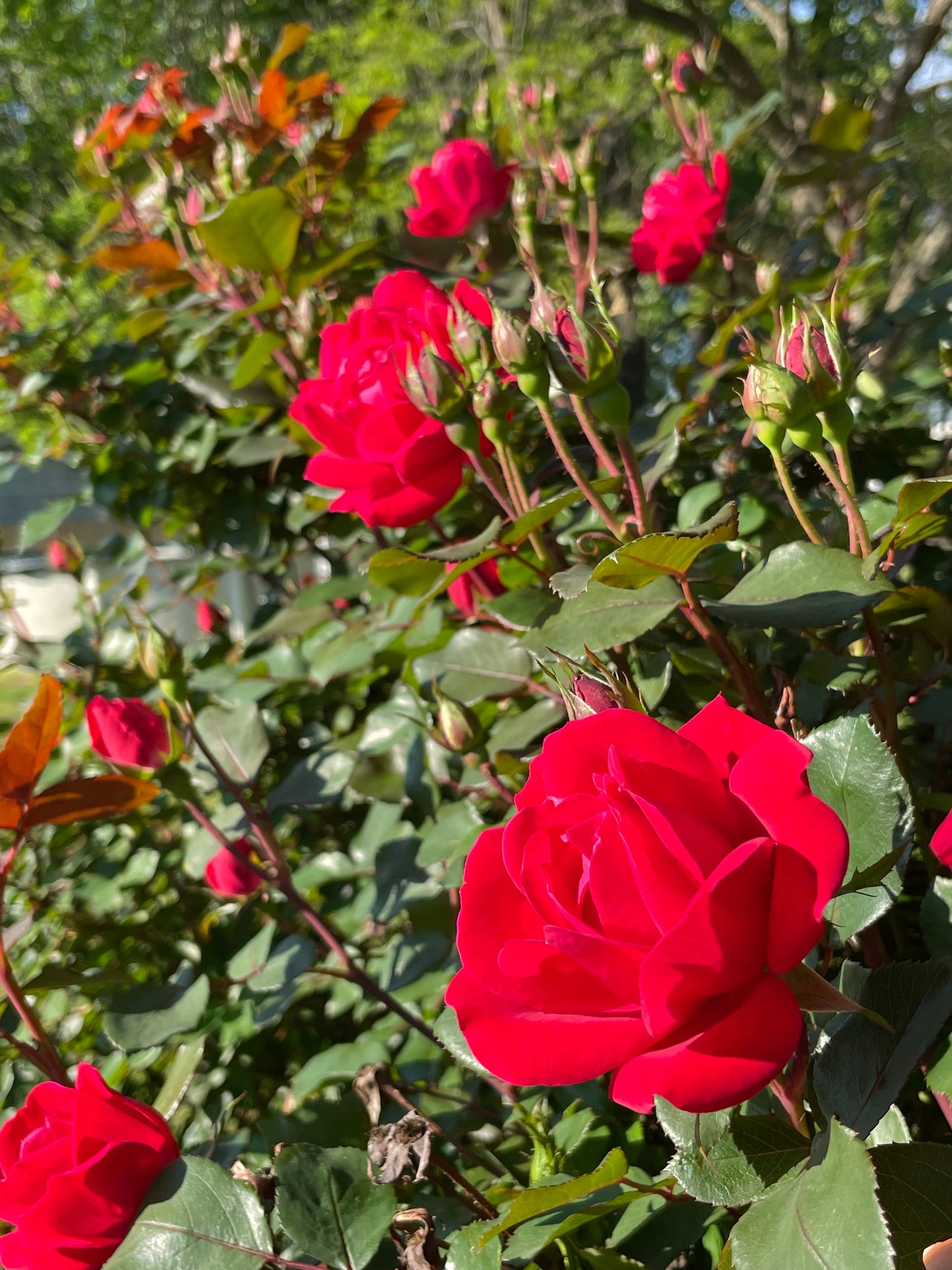 Blazed Cherries 10 Reg