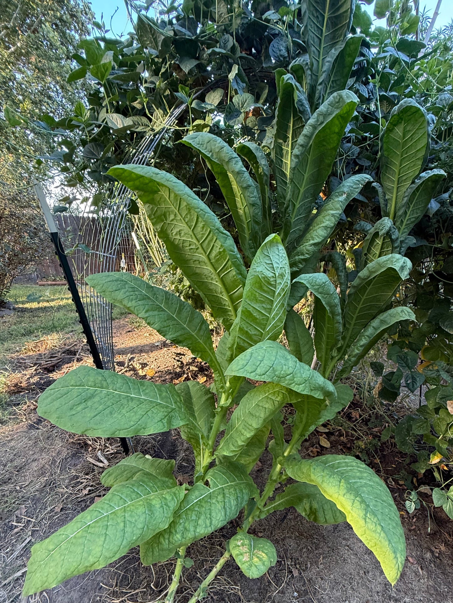 Virginia Gold